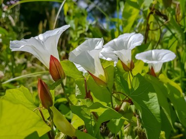 Yeşil çimenlerin arasında beyaz kıvırcık çanlar