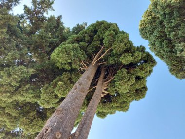 Yoğun yeşil tacı olan uzun ağaçların gövdeleri ve tepeleri.