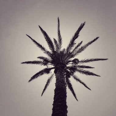 Hurma ağacının tomurcuğundan..