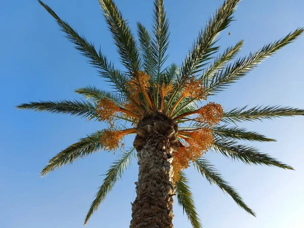 Corona di palma di data su uno sfondo del cielo. Fotografia Stock