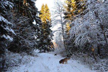 Kış ormanında köpeklerle yürümek