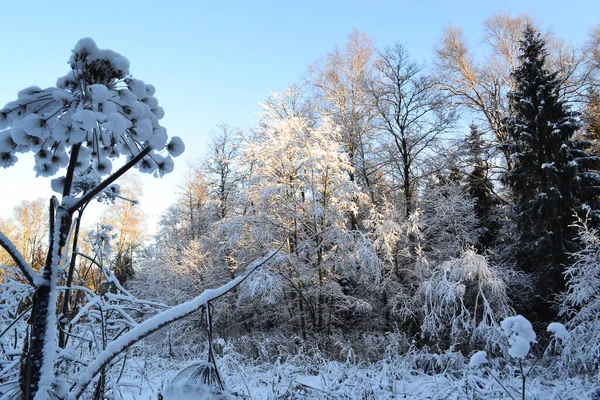 Uma árvore coberta de neve — Fotografia de Stock