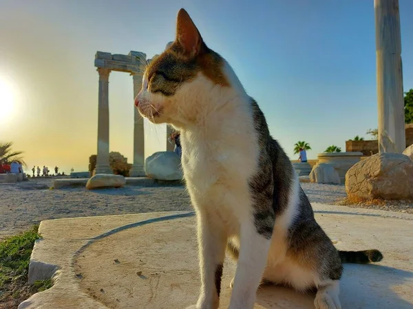 Evsiz kedi gün batımında bir taşın üzerinde oturur.
