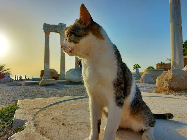 ホームレスの猫は日没時に石の上に座っている ストック画像
