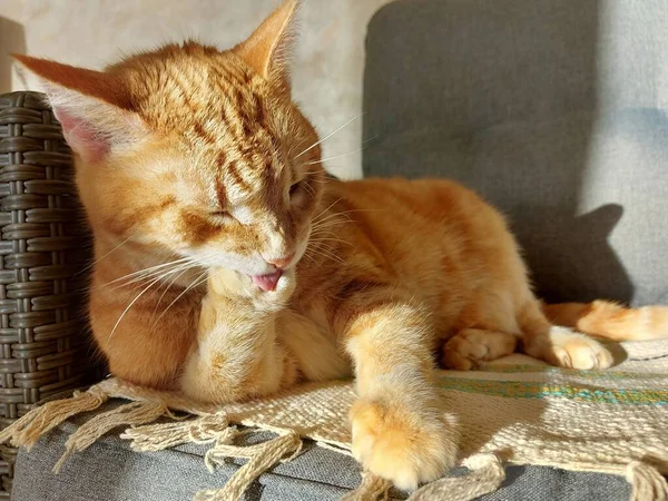 Büyük, kızıl, evcil bir kedi pençelerini yıkıyor. — Stok fotoğraf