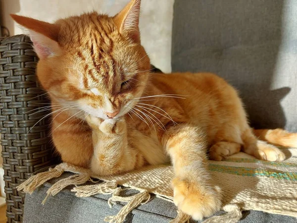 Un gran gato doméstico de jengibre lava su pata —  Fotos de Stock