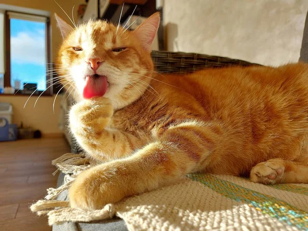 Большой рыжий домашний кот моет лапу. — стоковое фото