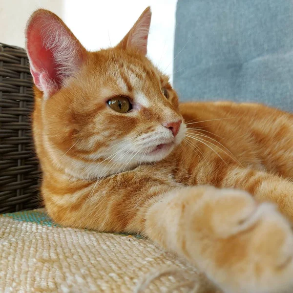 Sguardo sorpreso sul viso divertente di un gatto rosso adulto — Foto Stock