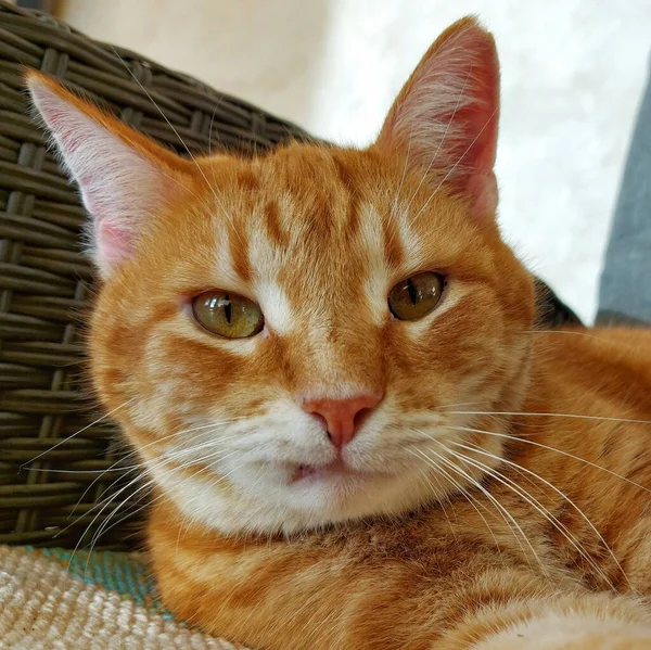 Sguardo sorpreso sul viso divertente di un gatto rosso adulto — Foto Stock