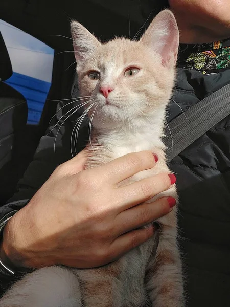 A person holding a cat — Stock Photo, Image