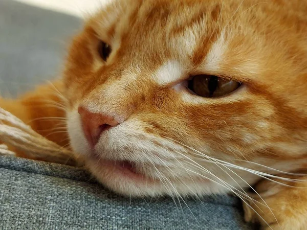 Bozal de un jengibre dormitando gato — Foto de Stock