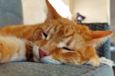 Uykulu kızıl bir kediye yakın çekim 