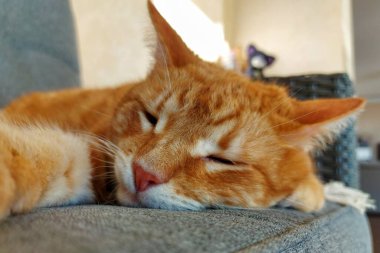 Uykulu kızıl bir kediye yakın çekim 