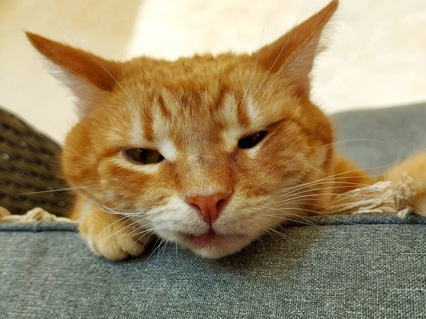 Muzzle of a ginger dozing cat — 图库照片