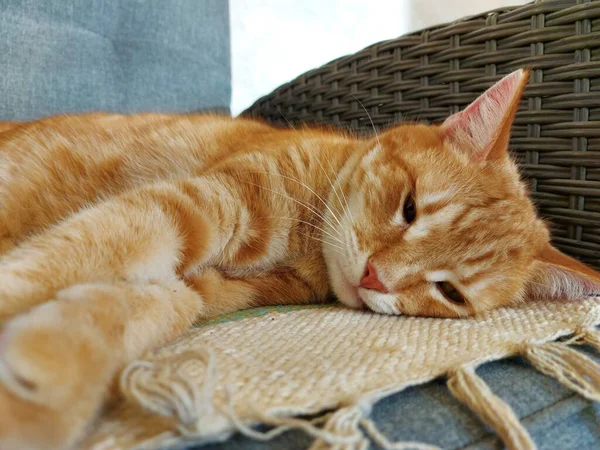 Muzzle of a ginger dozing cat — 图库照片