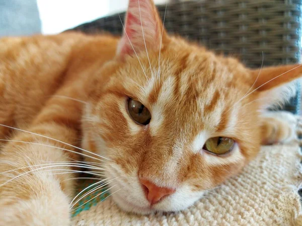 Морда рыжего дремлющего кота — стоковое фото