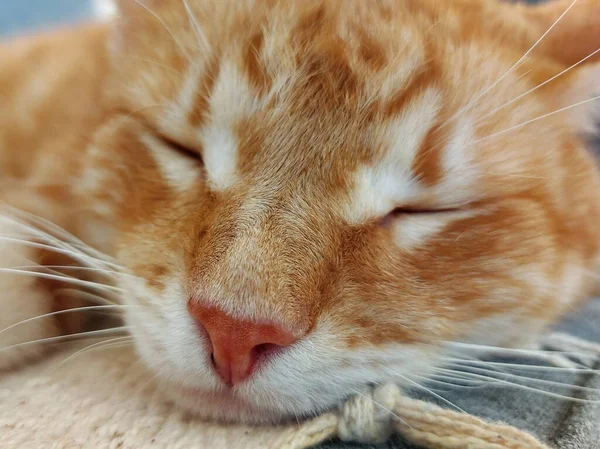 졸린 생강 고양이의 근접 사진 — 스톡 사진