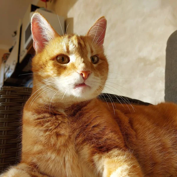 Удивлённый взгляд на смешное лицо взрослого красного кота — стоковое фото