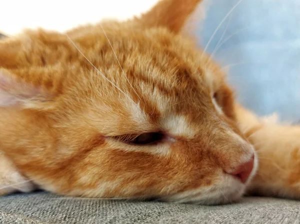 Muzzle of a ginger dozing cat — 图库照片