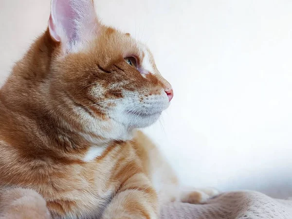 Closeup portrait of a charismatic serious cat — Stock Photo, Image