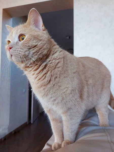 Retrato de um gato de pêssego da raça britânica. — Fotografia de Stock