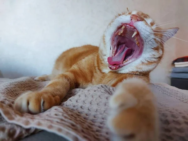 Um gato com uma boca aberta larga — Fotografia de Stock