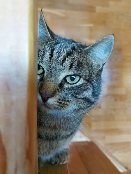 Eine Nahaufnahme einer grau gestreiften Hauskatze — Stockfoto