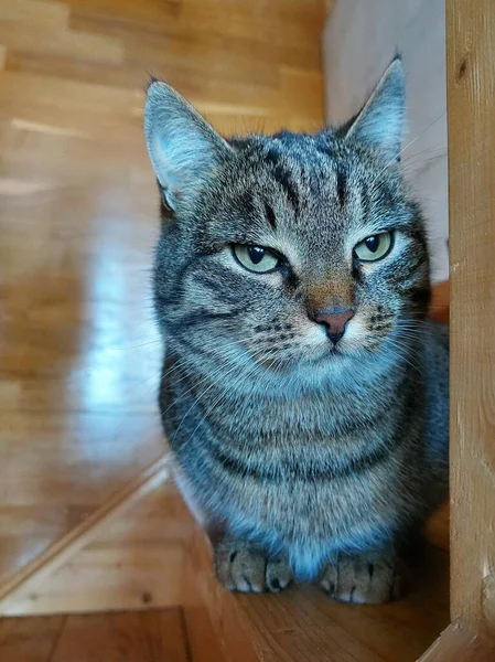 Um close de um gato doméstico listrado cinza — Fotografia de Stock