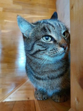 Gri çizgili evcil bir kedinin yakın çekimi.