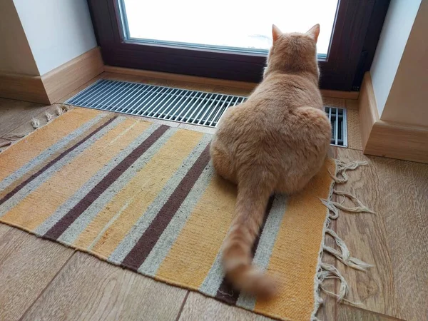 Eine Hauskatze liegt vor einem großen Fenster und blickt auf die Straße — Stockfoto