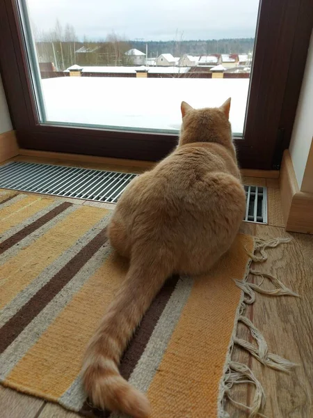 Bir ev kedisi büyük bir pencerenin önünde yatar ve sokağa bakar. — Stok fotoğraf