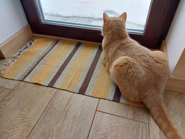 Μια γάτα σπίτι βρίσκεται μπροστά από ένα μεγάλο παράθυρο και κοιτάζει έξω στο δρόμο — Φωτογραφία Αρχείου