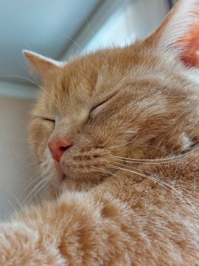 İngiliz soyundan bir şeftali kedinin portresi..