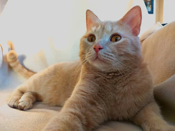 Портрет персикового кота британской породы. — стоковое фото