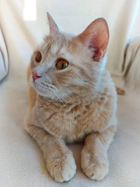 El retrato del gato de melocotón de la raza británica. —  Fotos de Stock