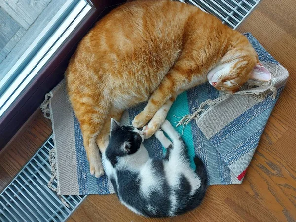 肥猪猫和黑白小猫咪睡在地毯上的地板上很滑稽 — 图库照片