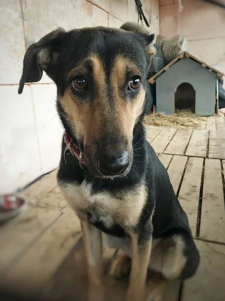 Triste Perro Joven Está Sentado Refugio Aviario Los Ojos Tristes — Foto de Stock