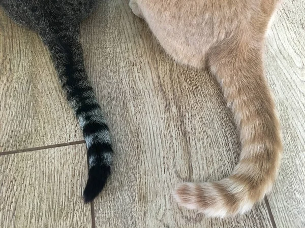 Tails and backs of two different cats sitting side by side, rear top view