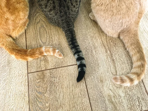 Tails and backs of three different cats sitting side by side, rear top view