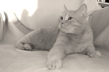 Lüks, hafif bir kedi koltuğa uzanıyor ve başka tarafa bakıyor. İngiliz soyundan bir kedinin portresi