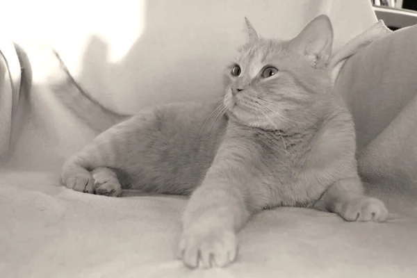 Lüks, hafif bir kedi koltuğa uzanıyor ve başka tarafa bakıyor. İngiliz soyundan bir kedinin portresi