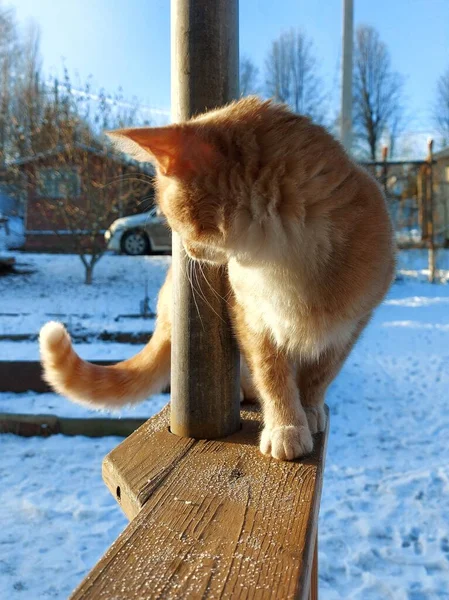 Kızıl kedi, güneşli bir kış gününde terasın ahşap korkuluklarında oturur.