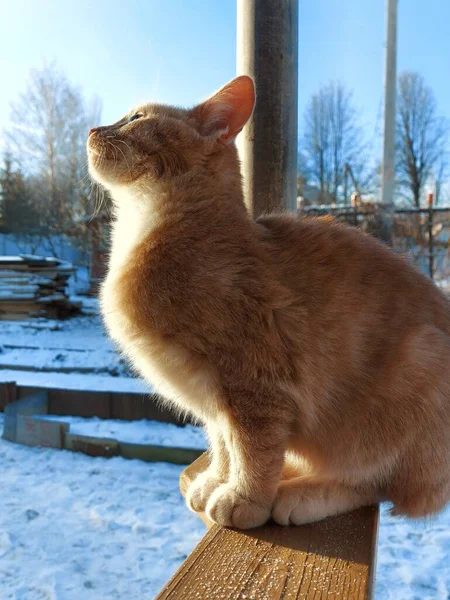 Kızıl kedi, güneşli bir kış gününde terasın ahşap korkuluklarında oturur.