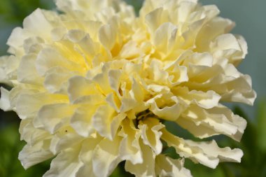 Mavi arkaplanda beyaz kasımpatı çiçeğinin yakın çekimi