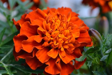 Büyük kırmızı-turuncu kadife çiçeği yeşil yaprakların arasına yaklaşır.