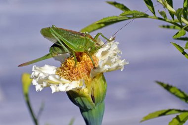 Beyaz bir çiçeğin üzerinde oturan ve sarı kalbini kemiren yeşil çekirgenin yakın çekimi..
