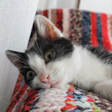 Gri çizgili bir kedinin dinlenme portresi. Uykulu ve yeşil gözlü bir kediye benziyor.