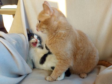 Şişko kızıl kedi ve küçük siyah beyaz kedi bir koltukta yan yana yatıyorlar.