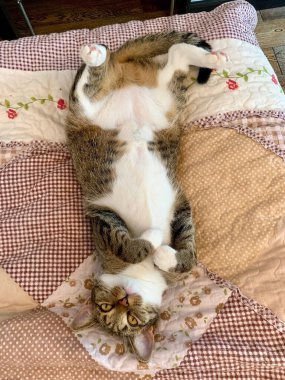 Renkli genç bir kedi, çok renkli bir battaniyenin üzerinde sırt üstü yatıyor.