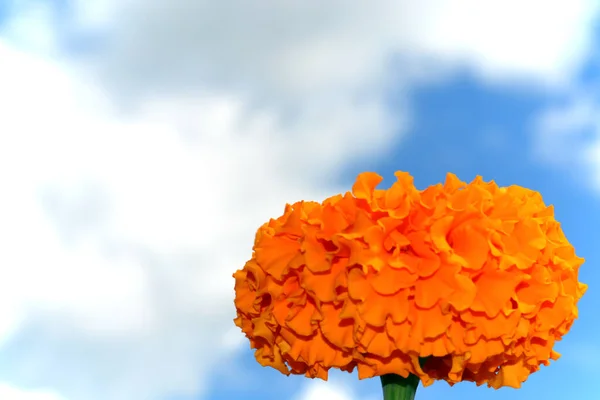 Flor de caléndula naranja primer plano sobre un fondo azul — Foto de Stock